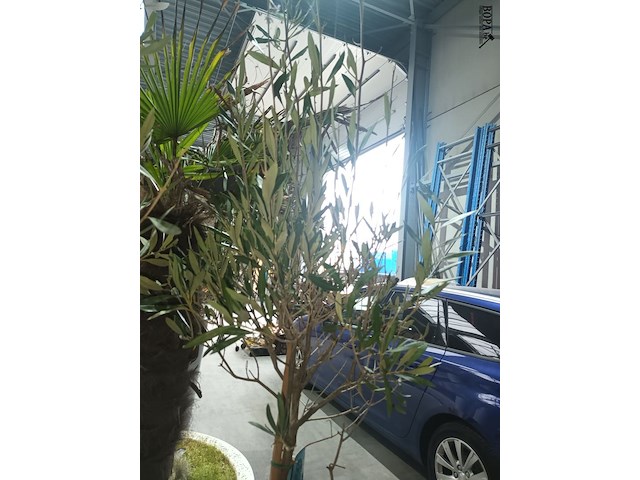 Lot 3 - olijfboom in pot - afbeelding 2 van  3