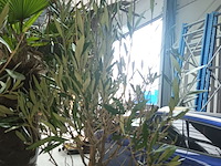 Lot 3 - olijfboom in pot - afbeelding 2 van  3