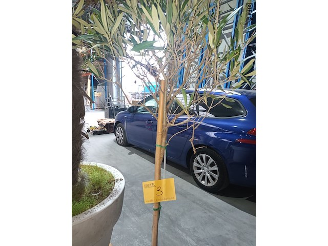 Lot 3 - olijfboom in pot - afbeelding 3 van  3
