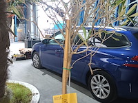 Lot 3 - olijfboom in pot - afbeelding 3 van  3