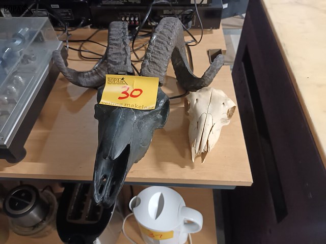 Lot 30 - schedels van dieren. 2 stuks - afbeelding 1 van  5