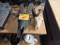 Lot 30 - schedels van dieren. 2 stuks