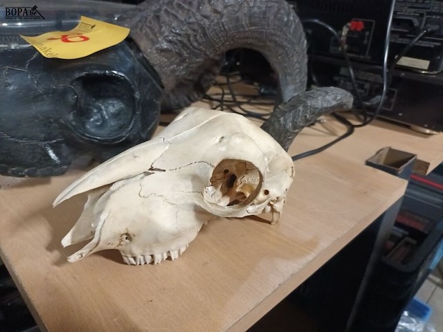 Lot 30 - schedels van dieren. 2 stuks - afbeelding 2 van  5