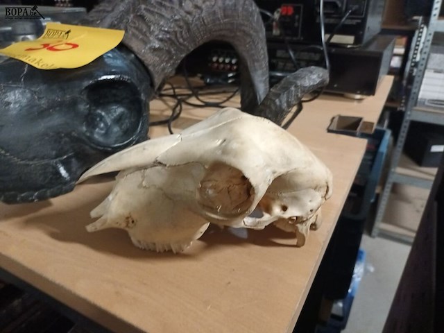 Lot 30 - schedels van dieren. 2 stuks - afbeelding 3 van  5