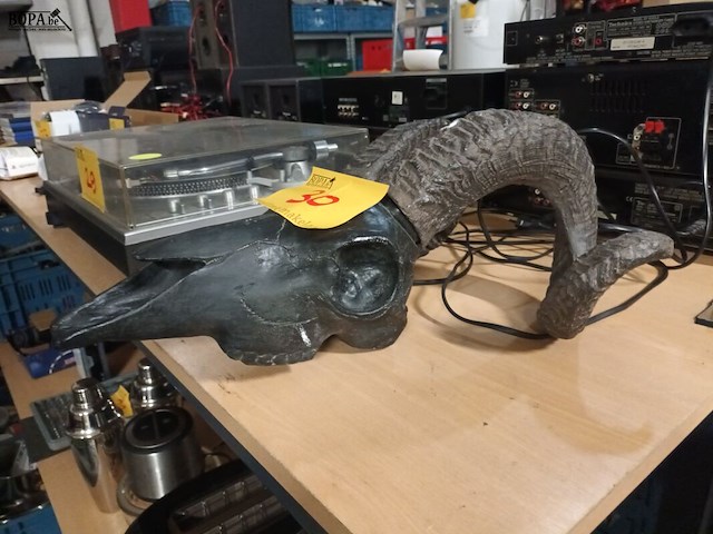 Lot 30 - schedels van dieren. 2 stuks - afbeelding 4 van  5