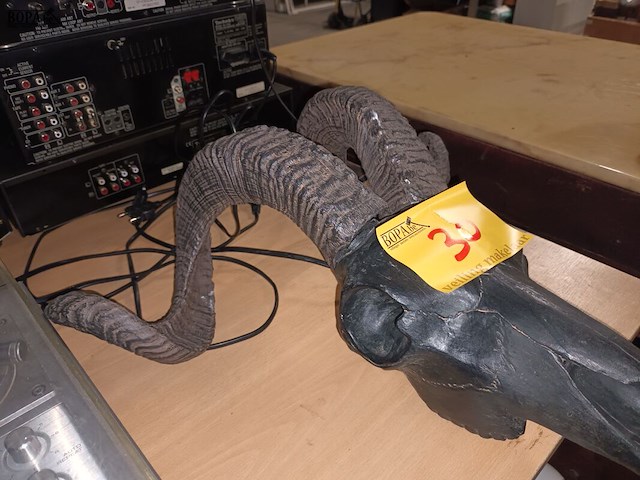 Lot 30 - schedels van dieren. 2 stuks - afbeelding 5 van  5