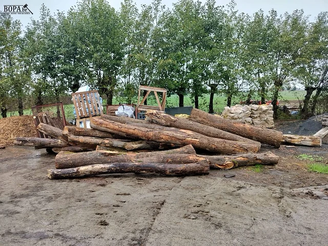 Lot 330 - boomstammen. 15 stuks - afbeelding 1 van  3