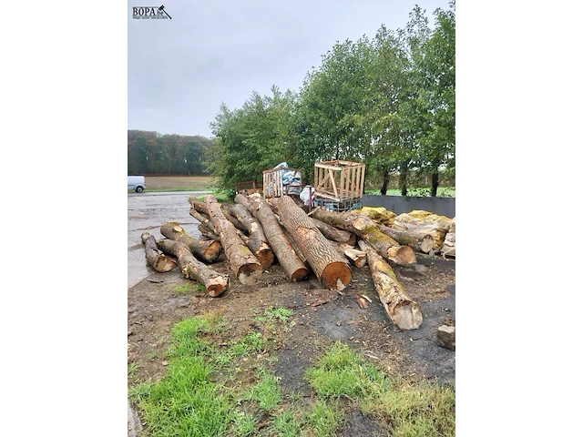 Lot 330 - boomstammen. 15 stuks - afbeelding 3 van  3