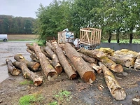 Lot 330 - boomstammen. 15 stuks - afbeelding 3 van  3
