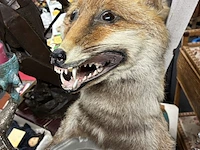 Lot 34 - vintage taxidermiepreparaat rode vos - butlermodel - afbeelding 2 van  4