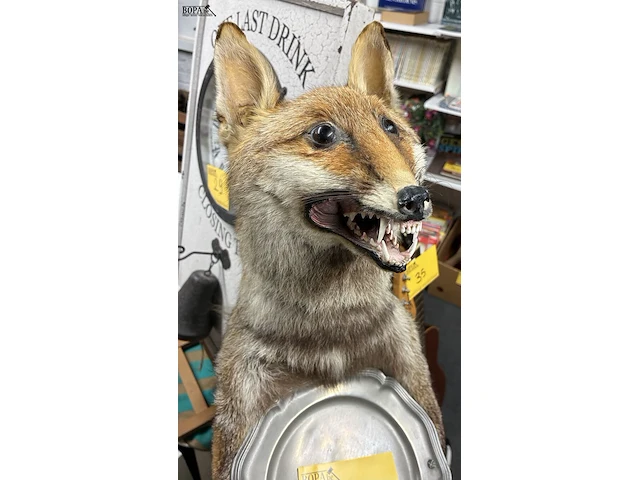 Lot 34 - vintage taxidermiepreparaat rode vos - butlermodel - afbeelding 3 van  4