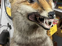 Lot 34 - vintage taxidermiepreparaat rode vos - butlermodel - afbeelding 3 van  4
