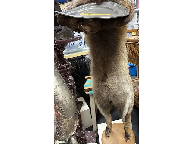 Lot 34 - vintage taxidermiepreparaat rode vos - butlermodel - afbeelding 4 van  4
