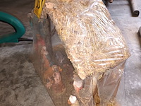 Lot 350 - kerststal - afbeelding 3 van  3