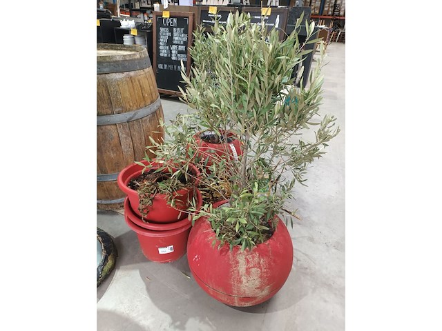 Lot 36 - potten en planten - afbeelding 1 van  5