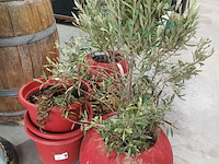 Lot 36 - potten en planten - afbeelding 1 van  5