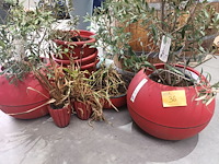 Lot 36 - potten en planten - afbeelding 2 van  5
