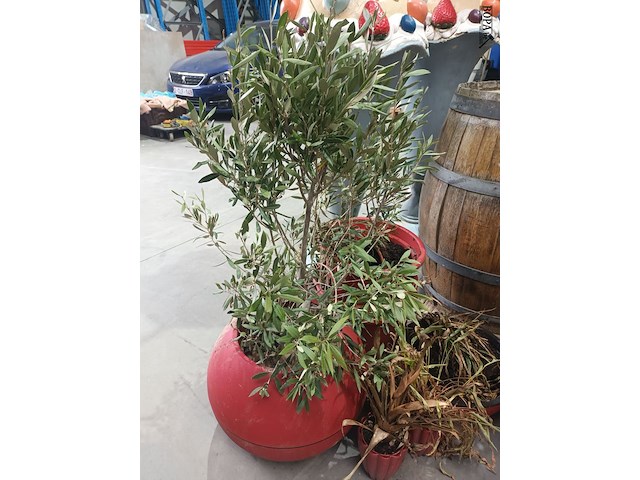 Lot 36 - potten en planten - afbeelding 3 van  5