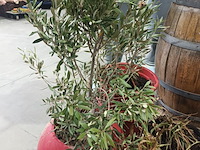 Lot 36 - potten en planten - afbeelding 3 van  5