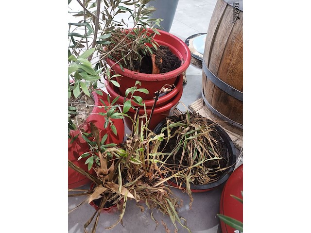 Lot 36 - potten en planten - afbeelding 4 van  5