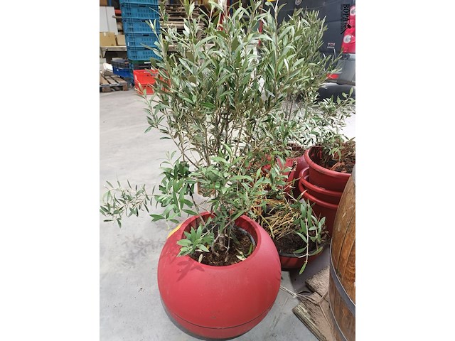 Lot 36 - potten en planten - afbeelding 5 van  5