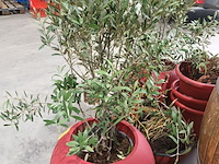 Lot 36 - potten en planten - afbeelding 5 van  5
