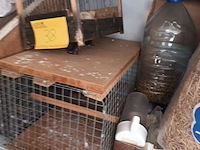 Lot 38 - dierenbenodigdheden. 9 stuks - afbeelding 4 van  6