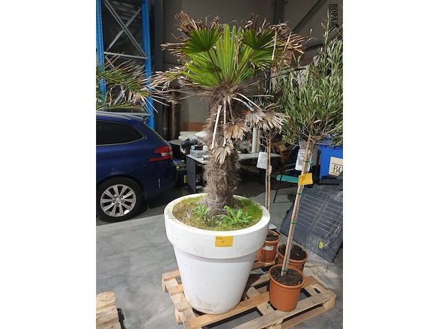 Lot 4 - palmboom in pot - afbeelding 1 van  3