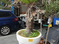 Lot 4 - palmboom in pot