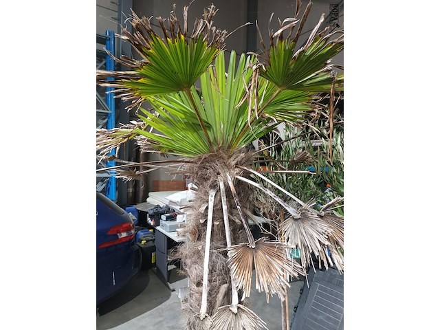 Lot 4 - palmboom in pot - afbeelding 2 van  3