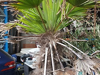 Lot 4 - palmboom in pot - afbeelding 2 van  3