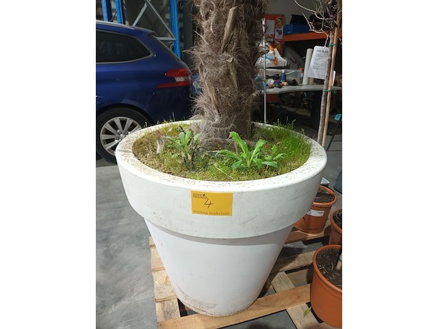 Lot 4 - palmboom in pot - afbeelding 3 van  3