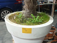 Lot 4 - palmboom in pot - afbeelding 3 van  3