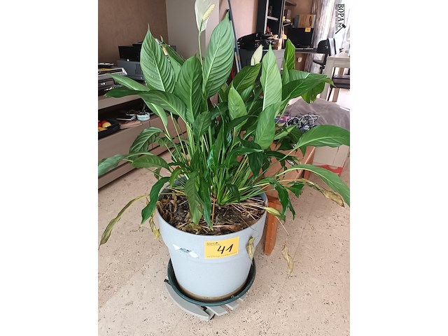 Lot 41 - kamerplant in pot - afbeelding 1 van  3