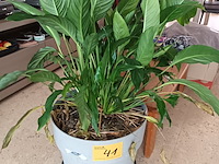 Lot 41 - kamerplant in pot - afbeelding 1 van  3