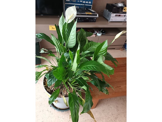 Lot 41 - kamerplant in pot - afbeelding 2 van  3