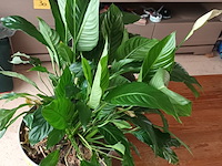 Lot 41 - kamerplant in pot - afbeelding 2 van  3