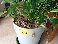 Lot 41 - kamerplant in pot - afbeelding 3 van  3
