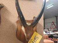Lot 415 - gewei