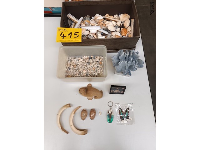Lot 415 - schelpen, koraal en naturalia - afbeelding 1 van  5