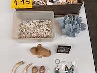 Lot 415 - schelpen, koraal en naturalia - afbeelding 1 van  5