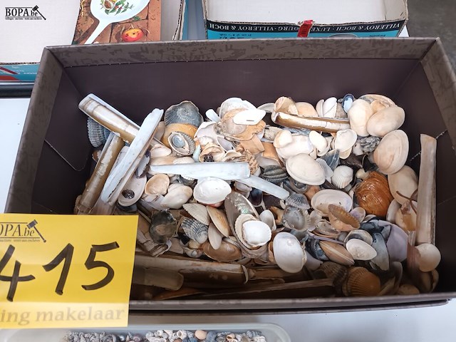 Lot 415 - schelpen, koraal en naturalia - afbeelding 2 van  5
