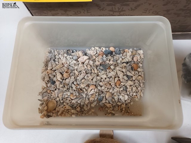 Lot 415 - schelpen, koraal en naturalia - afbeelding 3 van  5