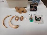 Lot 415 - schelpen, koraal en naturalia - afbeelding 5 van  5