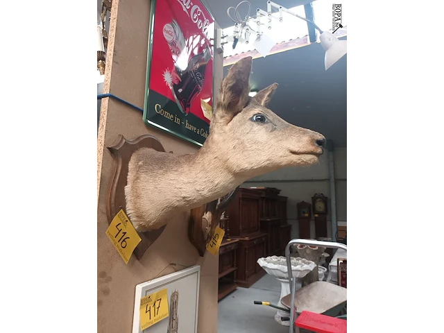Lot 416 - taxidermie - afbeelding 1 van  4