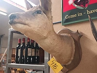 Lot 416 - taxidermie - afbeelding 2 van  4