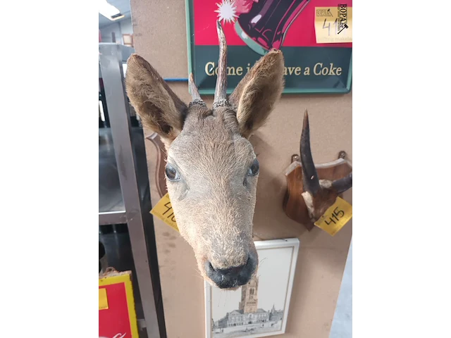 Lot 416 - taxidermie - afbeelding 3 van  4