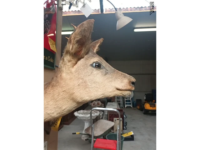 Lot 416 - taxidermie - afbeelding 4 van  4