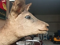 Lot 416 - taxidermie - afbeelding 4 van  4