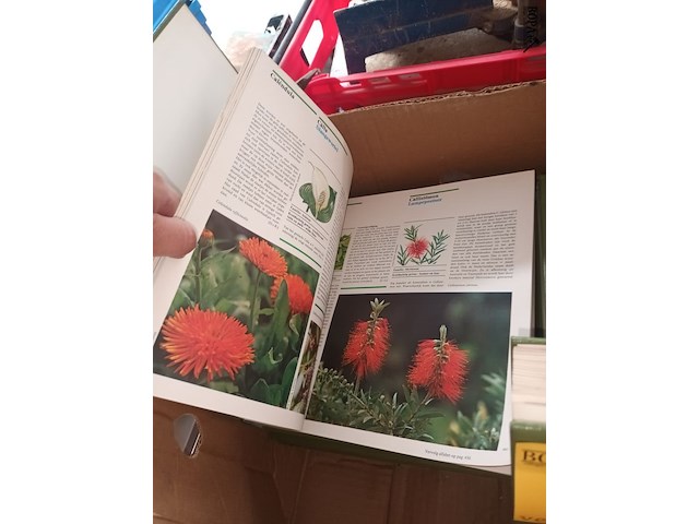 Lot 42 - bloemen en planten encyclopedie - afbeelding 3 van  3